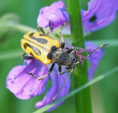 Brachyta interrogationis