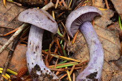 Cortinarius occidentalis image