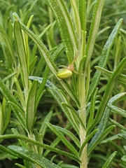 Enoplognatha ovata