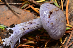 Cortinarius occidentalis image