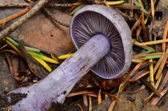 Cortinarius occidentalis image