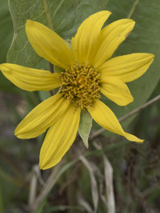 Wyethia mollis