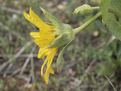 Wyethia mollis