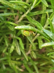 Enoplognatha ovata