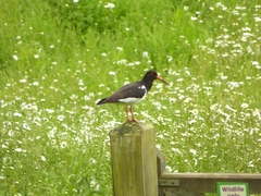 Haematopus ostralegus