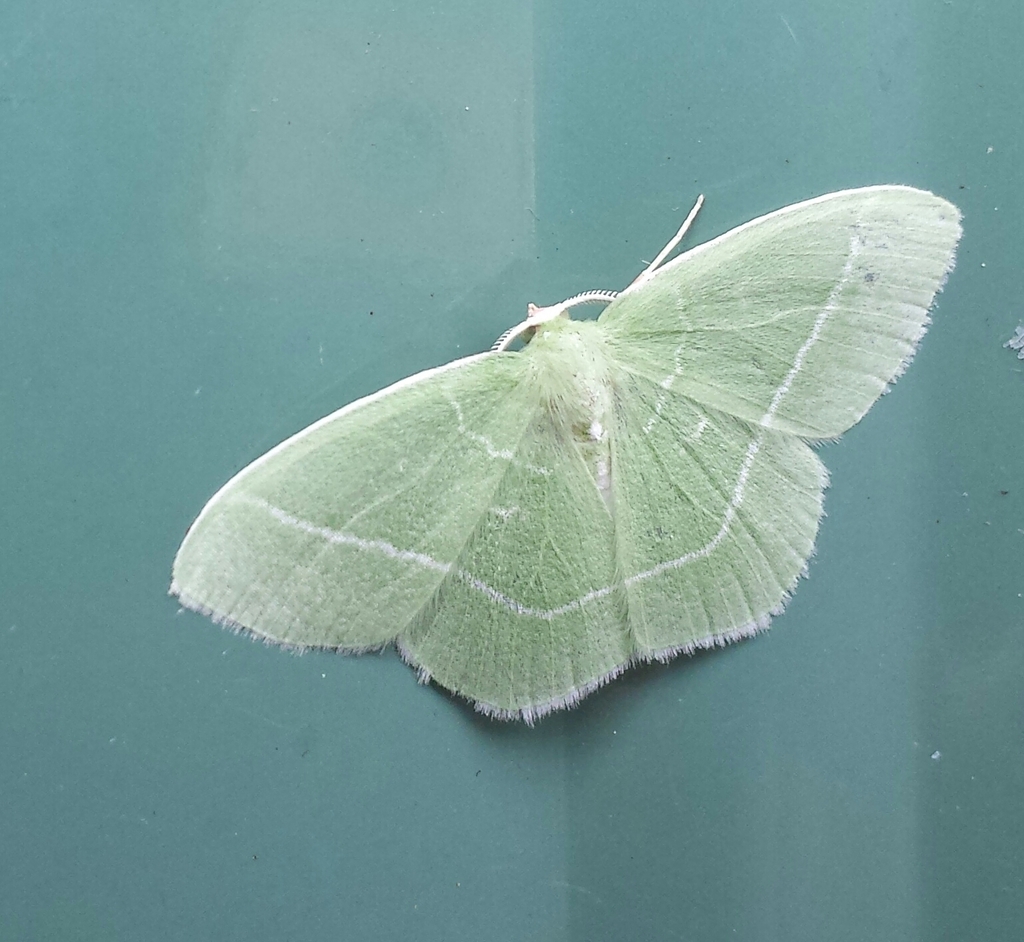 White-fringed Emerald