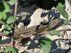 Liolaemus