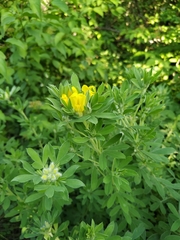 Chamaecytisus austriacus