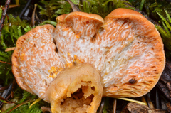 Hypomyces lateritius image