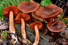 Cortinarius californicus image