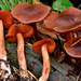 Cortinarius californicus - Photo (c) Christian Schwarz, some rights reserved (CC BY-NC), uploaded by Christian Schwarz