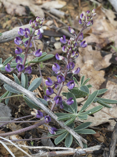 Plumas lupine (Lupinus onustus)