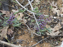 Lupinus onustus