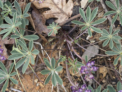 Lupinus onustus