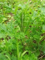 Cirsium kamtschaticum