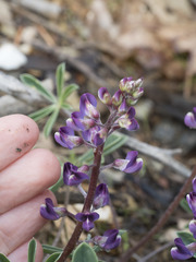 Lupinus onustus