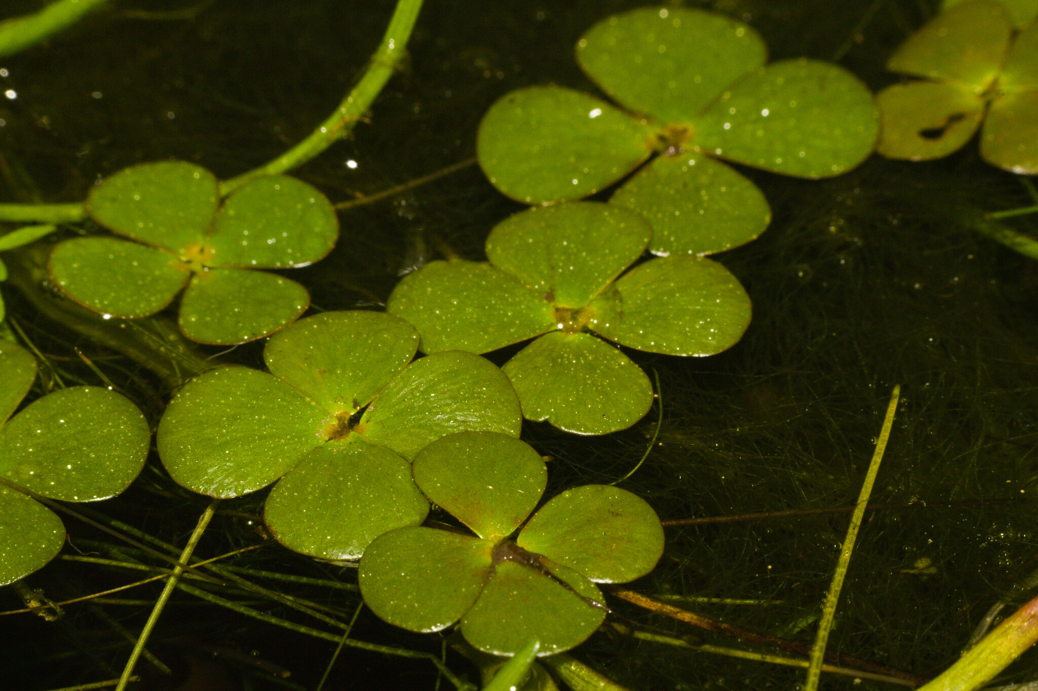 Tropical Waterclover (Marsilea ancylopoda)