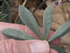 Lupinus onustus