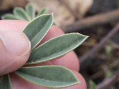 Lupinus onustus