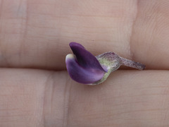Lupinus onustus