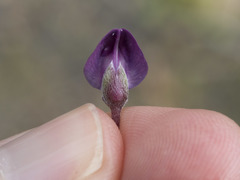 Lupinus onustus