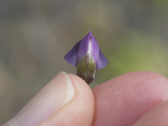 Lupinus onustus