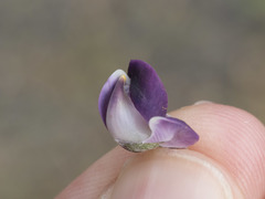 Lupinus onustus