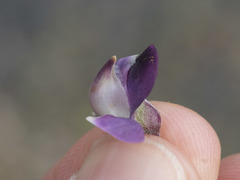 Lupinus onustus