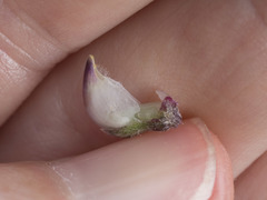 Lupinus onustus