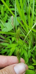 Carex secalina