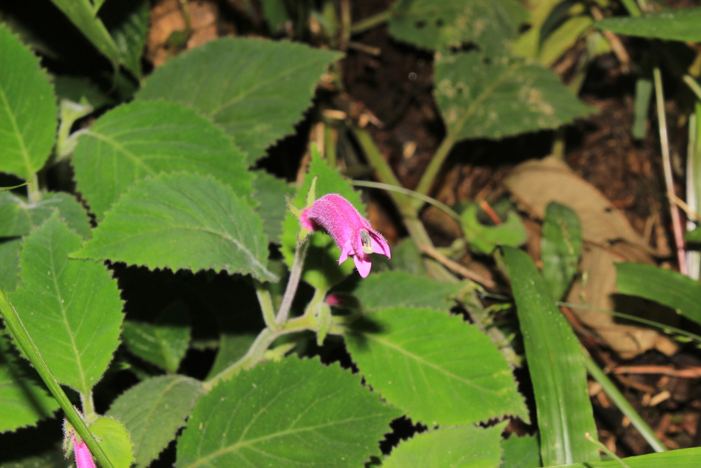 Centropogon glandulosus