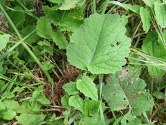 Raphanus raphanistrum landra