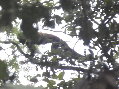 Guianan Bearded Saki