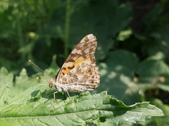 Vanessa cardui