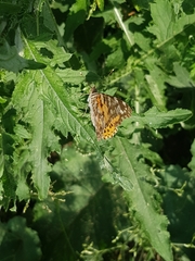 Vanessa cardui