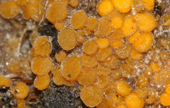 Cheilymenia raripila