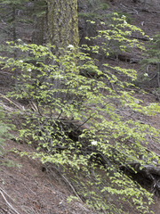 Cornus nuttallii
