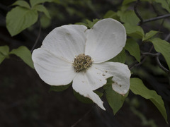 Cornus nuttallii