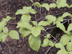 Cornus nuttallii