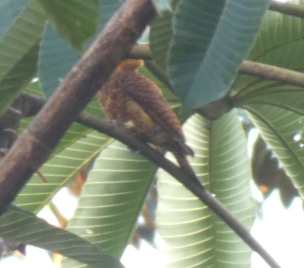 Variable Woodpecker (Celeus undatus), photo 6