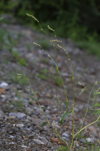 Persicaria viscofera iNat (2)