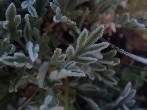 Image of Smelowskia americana by no rights reserved