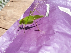 Amblycorypha oblongifolia