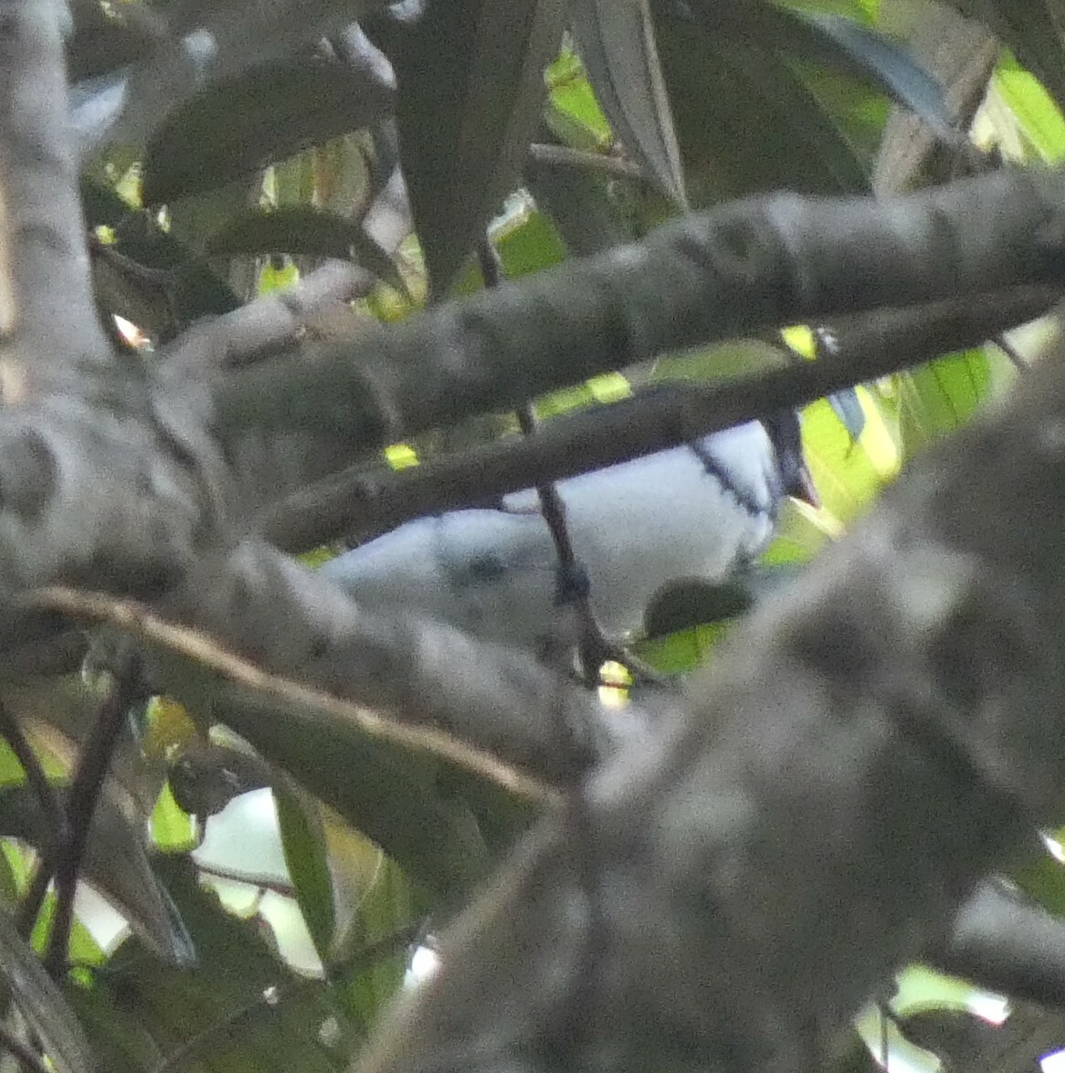 Red-billed Pied Tanager (Lamprospiza melanoleuca), photo 9