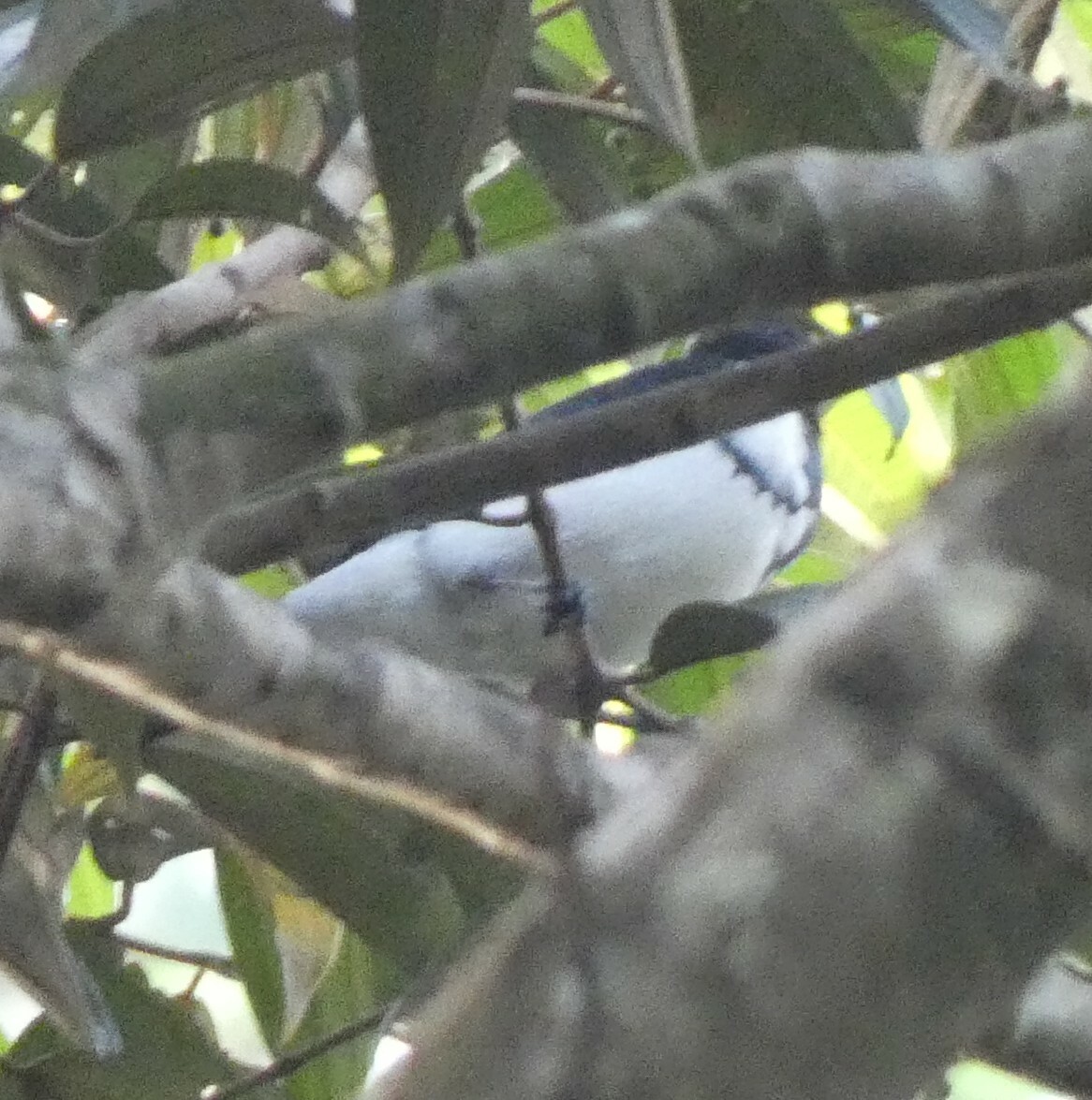 Red-billed Pied Tanager (Lamprospiza melanoleuca), photo 10