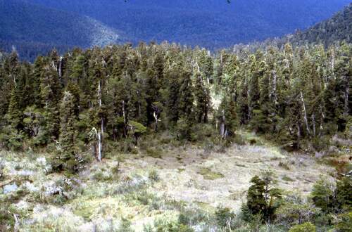 Image of Fitzroya cupressoides by (c) Cesar Ormazabal, some rights reserved (CC BY)