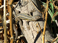 Liolaemus