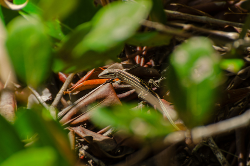 Linhares Whiptail, Ameivula nativo