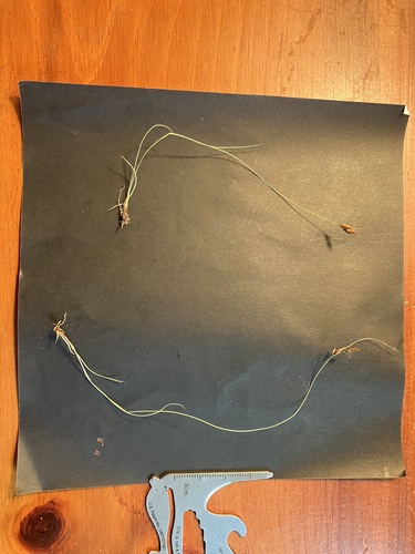 Image of Rhynchospora capillacea by no rights reserved