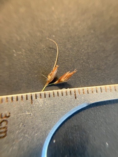 Image of Rhynchospora capillacea by no rights reserved